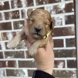 Millie - Apricot female Goldendoodle puppy in Rienzi, Mississippi from Saddle Hill Farms