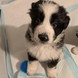 Aegon - Panda male German Shepherd puppy in Garrett, Indiana from Devil-Dog Shepherds