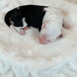 Latte - Black and white female Sheepadoodle puppy in Cleveland, Tennessee from Narrow Path Old English & Sheepadoodles