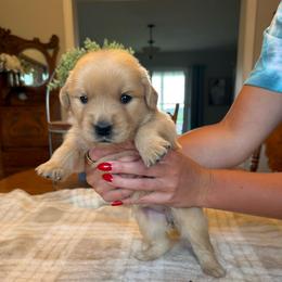 Pink girl - Golden female Golden Retriever puppy in Macy, Indiana from Macy Golden Meadows