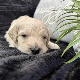 Enzo - Cream male Goldendoodle puppy in Millersburg, Ohio from Ohio Puppy Paws