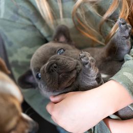 French Bulldog Puppies from Lakes Area Frenchies