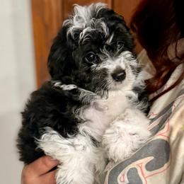 Blue collar toy - Black tri-color male Aussiedoodle puppy in 32046, Florida from River Hill Ranch