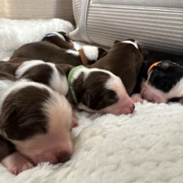 Boy 2 - Black tri-color male Australian Shepherd puppy in Ramona, California from Blue Moon Aussies