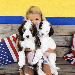 Bernedoodle and Cavapoo Puppies from Sarah Baker