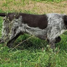 Wirehaired Pointing Griffons from Big Blue Barn