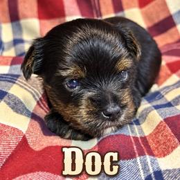 Doc - Black and tan male Yorkshire Terrier puppy in Goode, Virginia from Glass Hill Yorkies