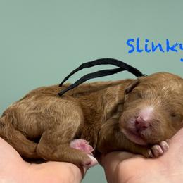 Slinky - Red  male Poodle puppy in Williamsburg, Ohio from Iaroli’s  Small Standard Poodles