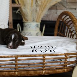 Girl 2 - Miniature Australian Shepherd puppy in Oshoto, Wyoming from Way Out West Toy & Mini Aussies