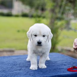 Golden Retriever Puppies from Faded Ash Goldens