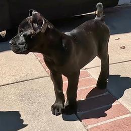 Female 1 - Black brindle female Cane Corso puppy in Bakersfield, California from Valentina Cane Corso