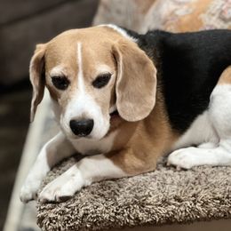 Unknown - Beagle