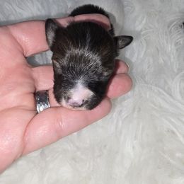 Merlot - Red white and sable male Papillon puppy in Hollister, Missouri from Swan Creek Kennel