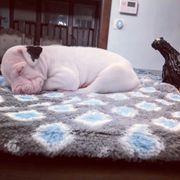 Dogo Argentino Puppies from De la Fuerza de Dios