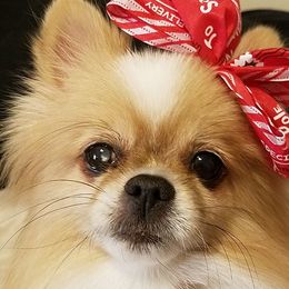 Pomeranians from Pamela's Pommies