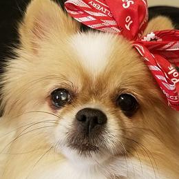 Pomeranians from Pamela's Pommies