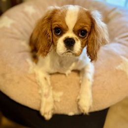Poppy - Blenheim female Cavalier King Charles Spaniel puppy in Greenvillle, South Carolina from Ellis Family Cavaliers