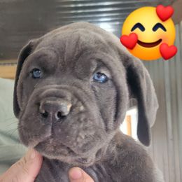 Cane Corso Puppies from Samantha Jackson