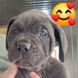 Cane Corso Puppies from Samantha Jackson
