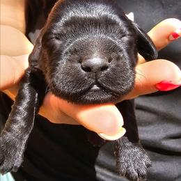 Athena - Black female Cockapoo puppy in Indiahoma, Oklahoma from Phamily Doodles