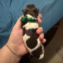 Green Boy - Parti male Miniature Schnauzer puppy in Virginia from Schnauzers Castle