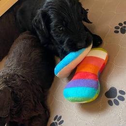 Goldendoodle and Sheepadoodle Puppies from IE Family Doodles