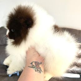 Pomeranian Puppies from Oh So Sassy Poms