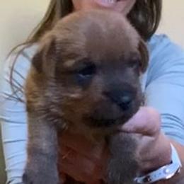 Pink Collar Girl - Red female Norfolk Terrier puppy in Bristol, Tennessee from Holston Hollow Farm