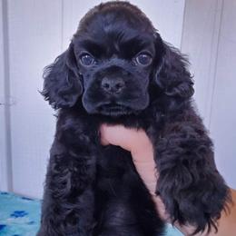 Cocker Spaniel Puppies from Top Notch Sporting Dogs