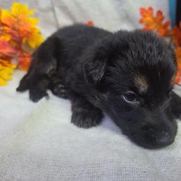 Purple Collar Female - Black and silver female German Shepherd puppy in Cadet, Missouri from Working Valley Shepherds
