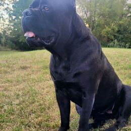 Pearl - Cane Corso