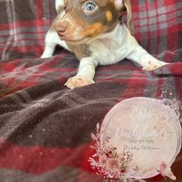 Dachshund Puppies from CSW Dachshunds