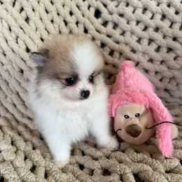 Heather - White female Pomeranian puppy in Saginaw, Michigan from O'My Heart Pomeranians