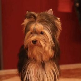 Star - Yorkshire Terrier