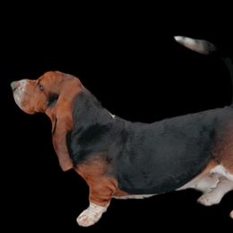 Huckleberry  - Basset Hound