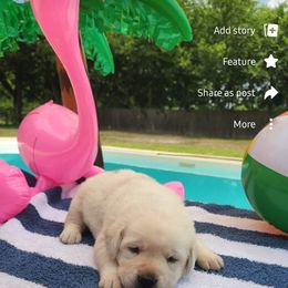 Labrador Retriever Puppies from Texas Finest English Labradors