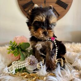 Azalea 4,813 - Black and tan female Yorkshire Terrier puppy in Pittsburg, California from Crystal Garden Yorkies