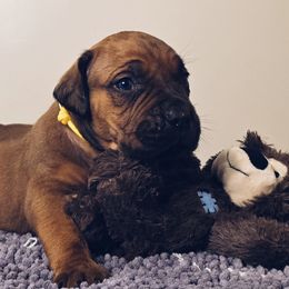 Yellow - Reddish brown Boerboel puppy in Naples, New York from Freedom Boerboels LLC