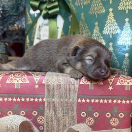 Rome - Chocolate and tan male Pomeranian puppy in Phoenix, Arizona from Luxpomz