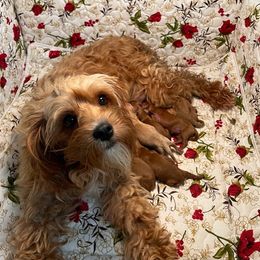 Cavapoo and Poodle Puppies from Browns Babies