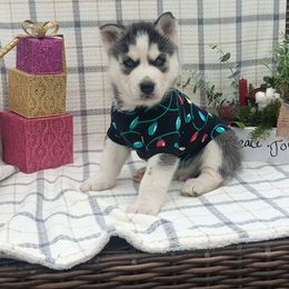 Boy 1 - Hulk - Black and white male Siberian Husky puppy in Coatesville, Pennsylvania from Amore Puppies