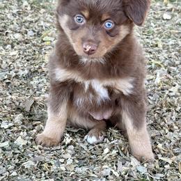 Miniature Australian Shepherd and Toy Australian Shepherd Puppies from Kickapoo Creek Toy & Mini Aussies