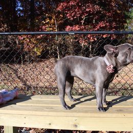 Luna - French Bulldog