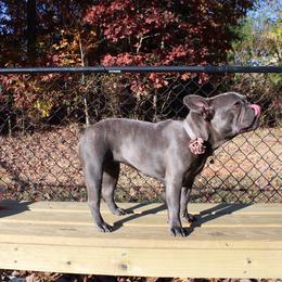 Luna - French Bulldog