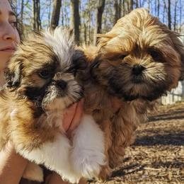 Shih Tzu Puppies from Tiny Bubbles Shih Tzus