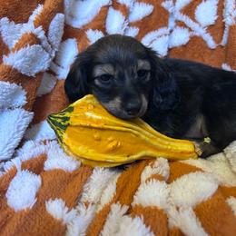 Izzy ( Greys Anatomy Litter) - Black and cream female Dachshund puppy in Proctor, Montana from Blue Star Dachshunds