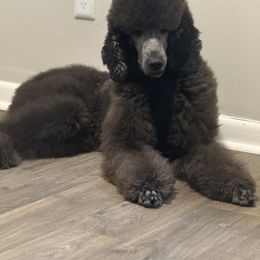 Onyx - Poodle