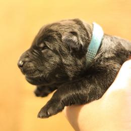 Joey (Blue Collar) - Black male German Shepherd puppy in Mason, Michigan from Sweet Breeze Acres