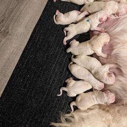 Red - Light golden male Golden Retriever puppy in Chesterton, Indiana from Takota Dogs