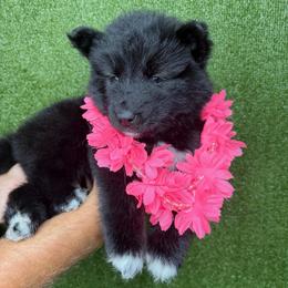 Cobra - Black female Siberian Husky puppy in Folsom, Louisiana from Geaux Fluffy